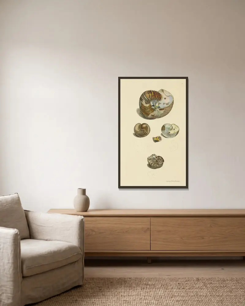 Mineralconchologie von Großbritannien, Tafel 001 von James Sowerby gerahmt an einer Wand