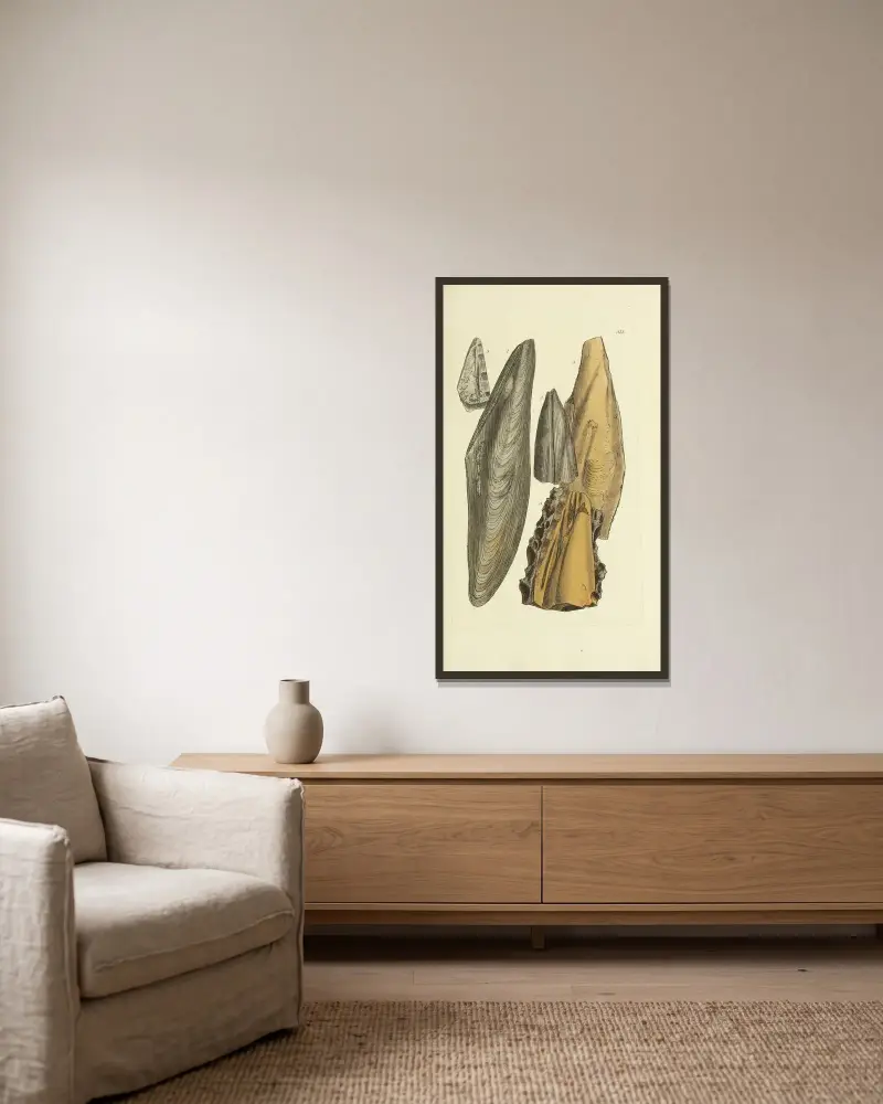 Die Mineral-Conchologie Großbritanniens Taf. 299 von James Sowerby gerahmt an einer Wand
