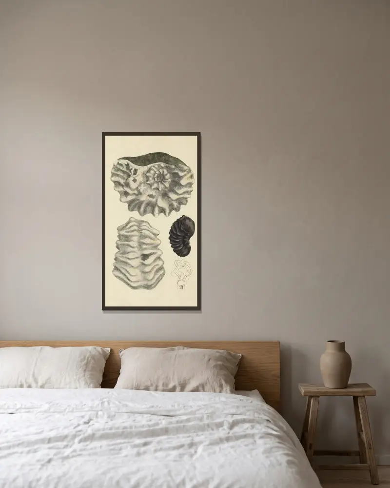 The mineral conchology of Great Britain Pl.327 av James Sowerby inramad på en vägg