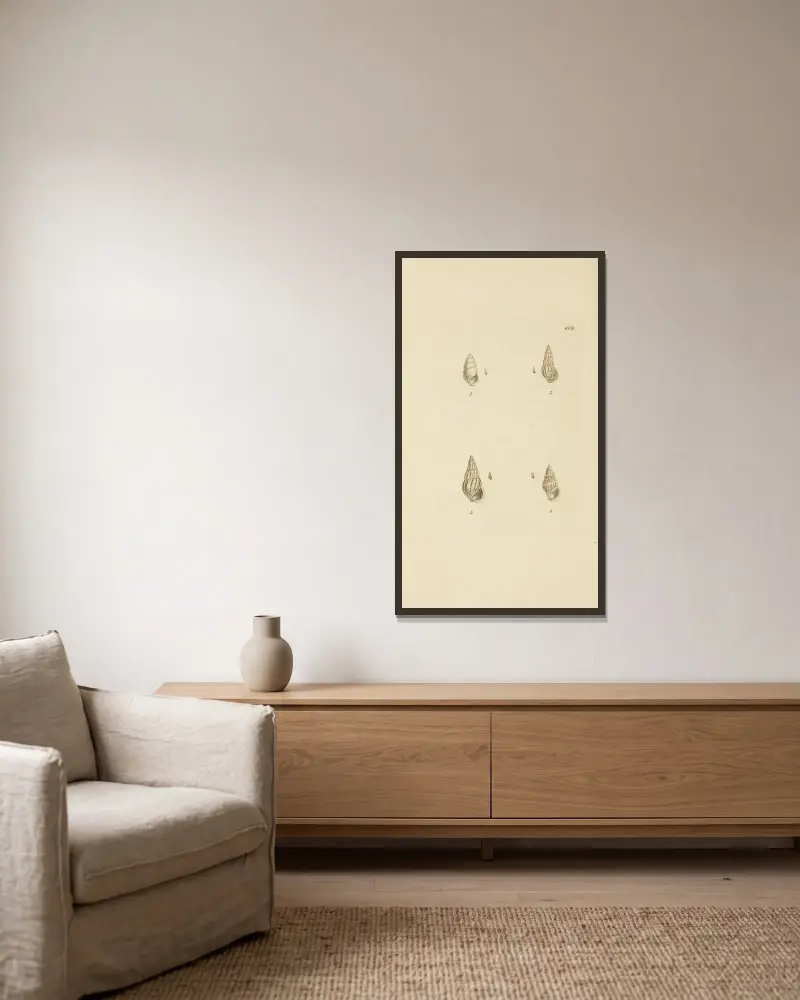 Die Mineral-Conchologie Großbritanniens Taf. 396 von James Sowerby gerahmt an einer Wand