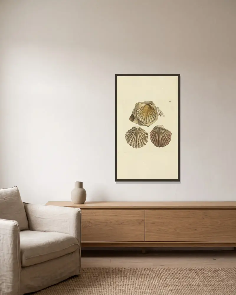 Mineralische Conchologie von Großbritannien, Tafel 422 von James Sowerby gerahmt an einer Wand