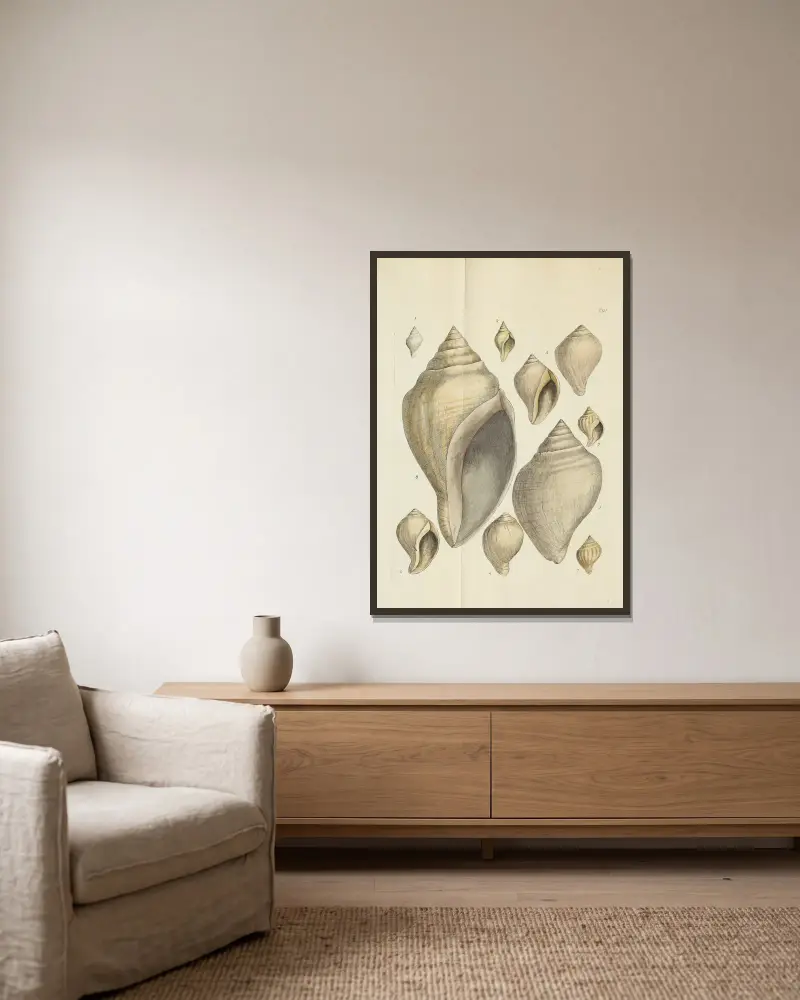 Die Mineral-Conchologie Großbritanniens, Tafel 477 von James Sowerby gerahmt an einer Wand