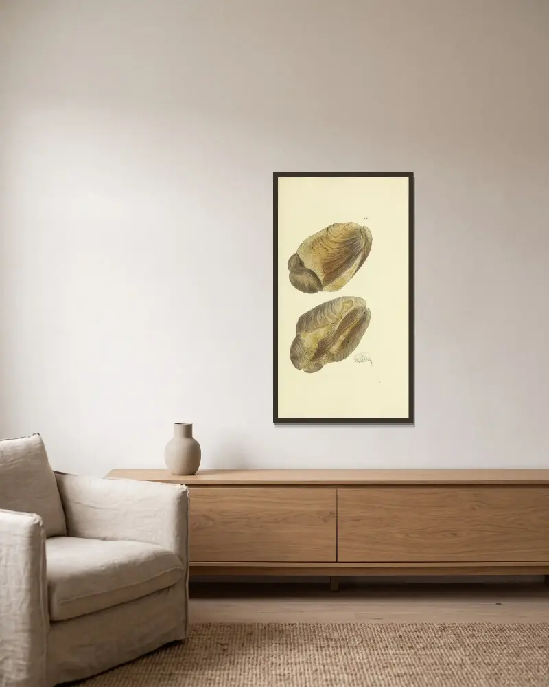 Die Mineral-Conchyliologie Großbritanniens, Taf. 525 von James Sowerby gerahmt an einer Wand