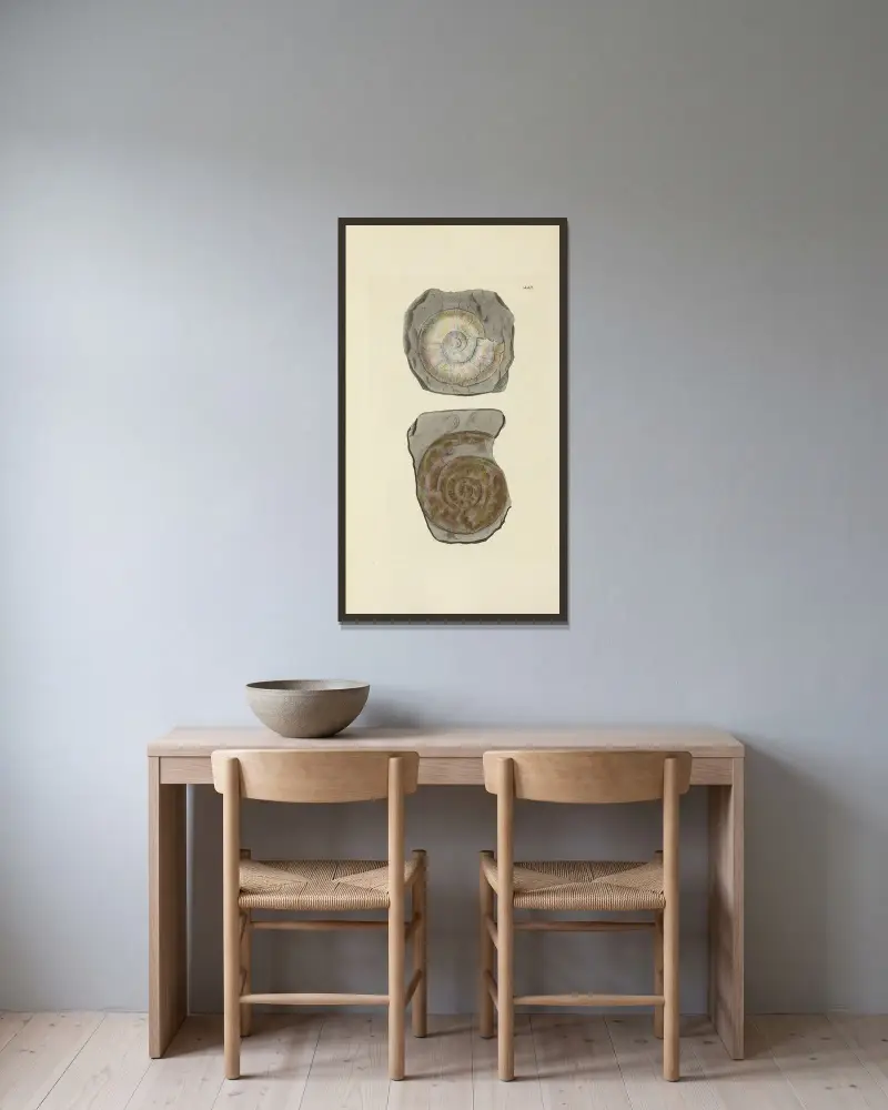 The Mineral Conchology of Great Britain, Tafel 530 von James Sowerby gerahmt an einer Wand