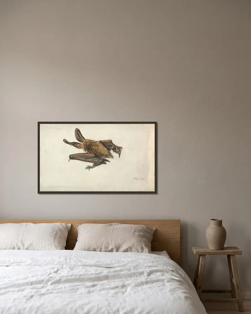En brun långörad fladdermus (Plecotus auritus) av James Ward inramad på en vägg