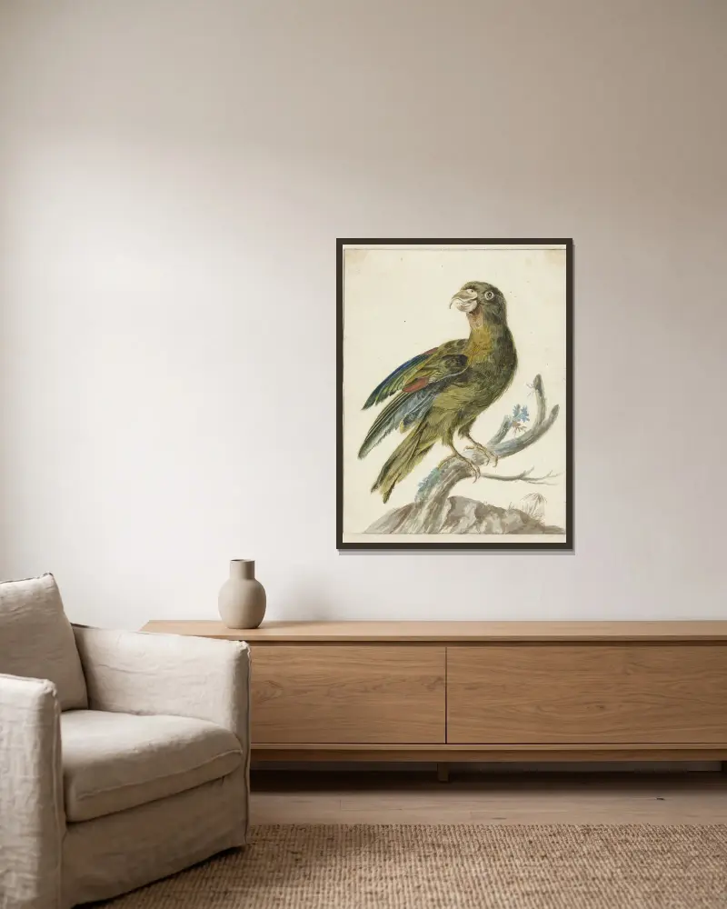 Papoušek, Jan Weenix v rámu na stěně