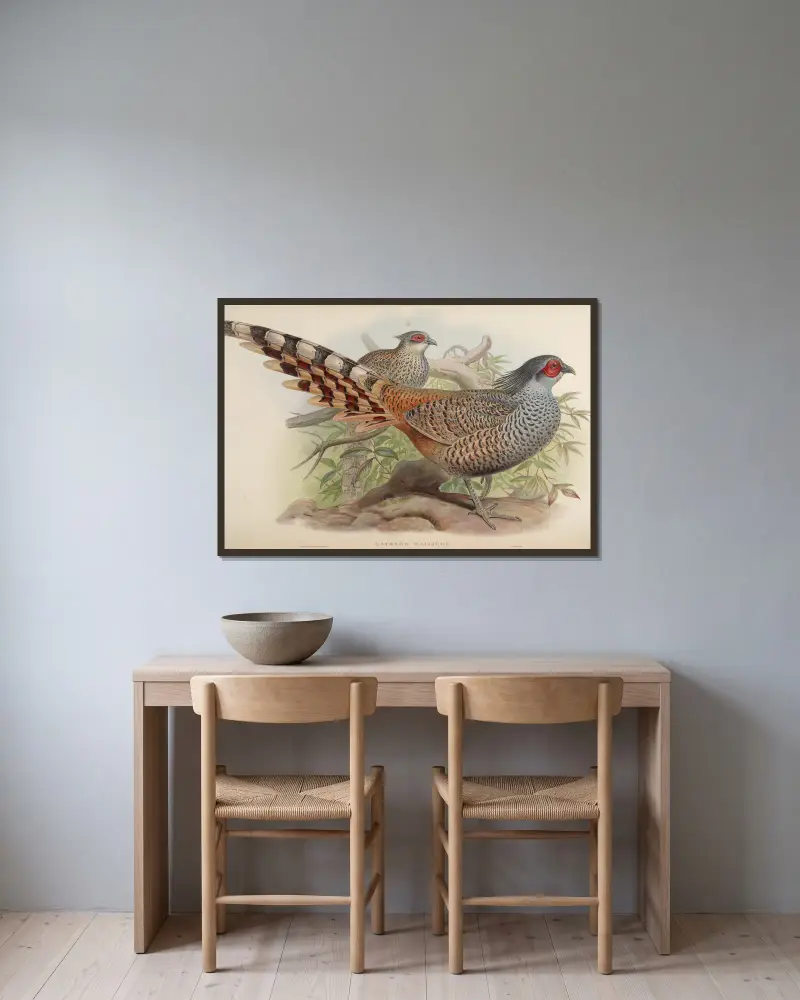 Cheer (Catreus Wallichii), John Gould w ramie na ścianie