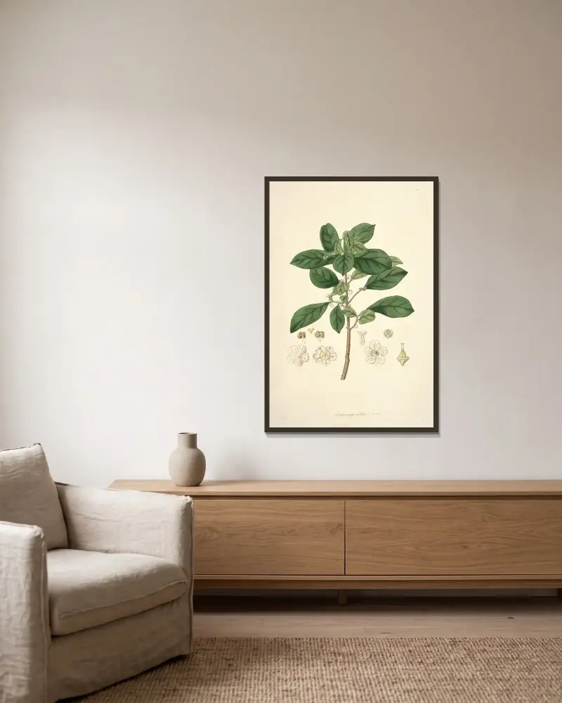 Collectanea botanica Pl.09 av John Lindley inramad på en vägg