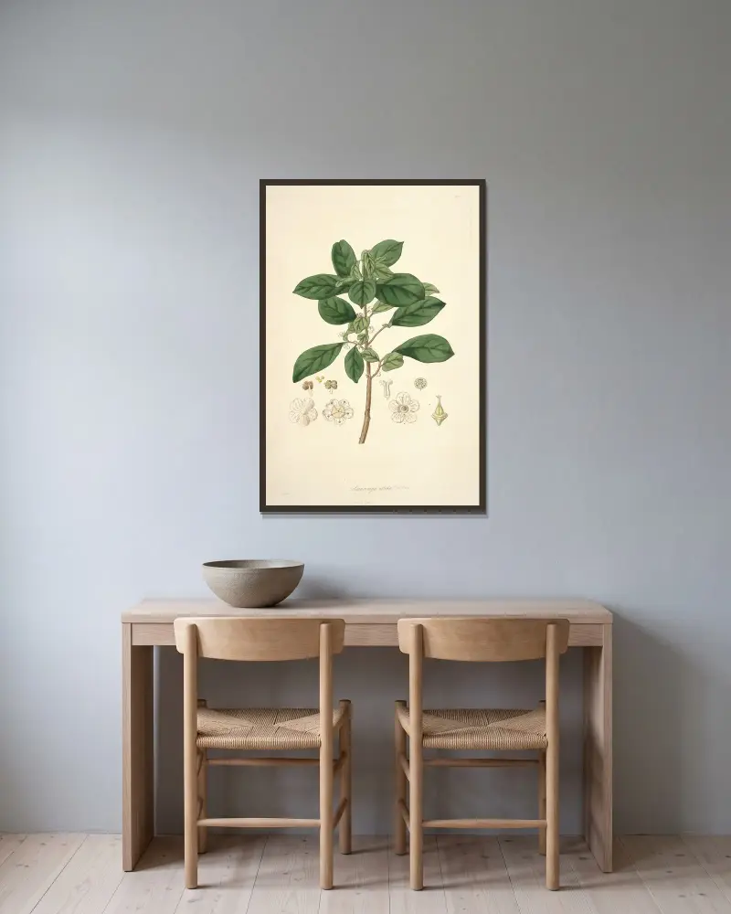 Collectanea botanica Pl.09 av John Lindley inramad på en vägg