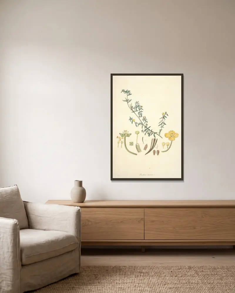 Botanische Sammlung, Tafel 10 von John Lindley gerahmt an einer Wand