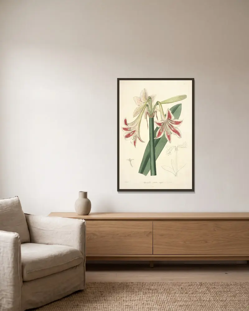 Collectanea botanica Pl.12 av John Lindley inramad på en vägg