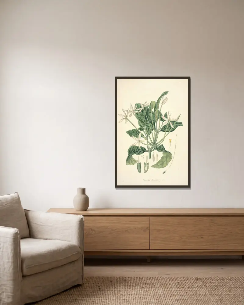 Collectanea botanica Taf. 13 von John Lindley gerahmt an einer Wand