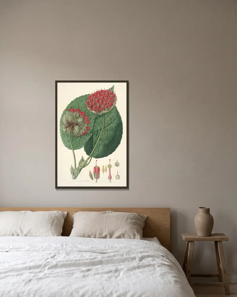 Collectanea botanica Pl.14 av John Lindley inramad på en vägg