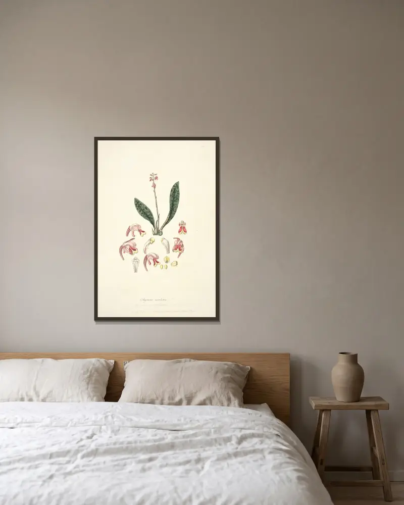 Collectanea botanica Pl.15 av John Lindley inramad på en vägg
