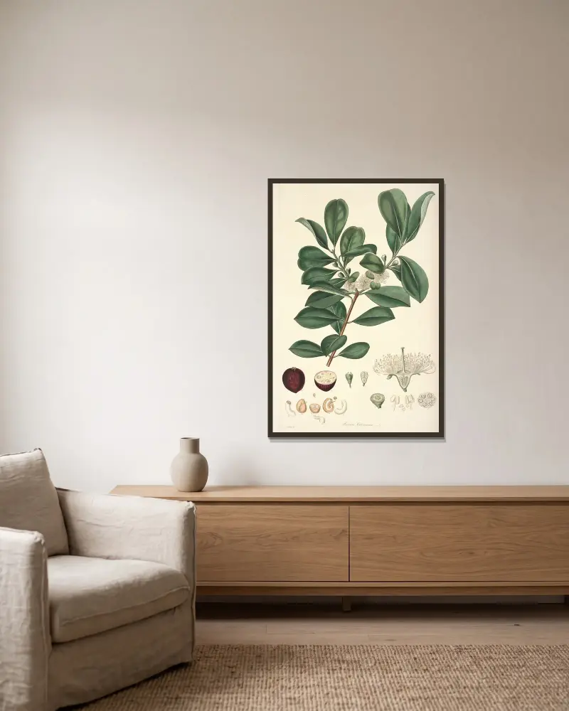 Collectanea botanica Pl.16, John Lindley w ramie na ścianie