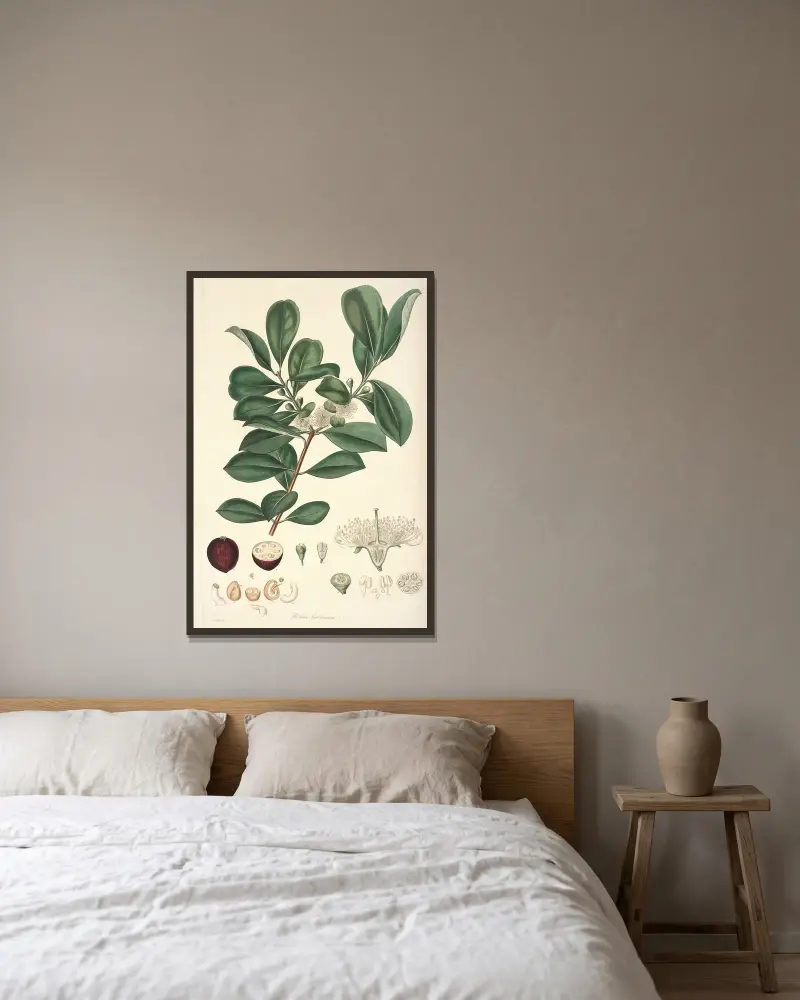 Collectanea botanica Pl.16, John Lindley w ramie na ścianie