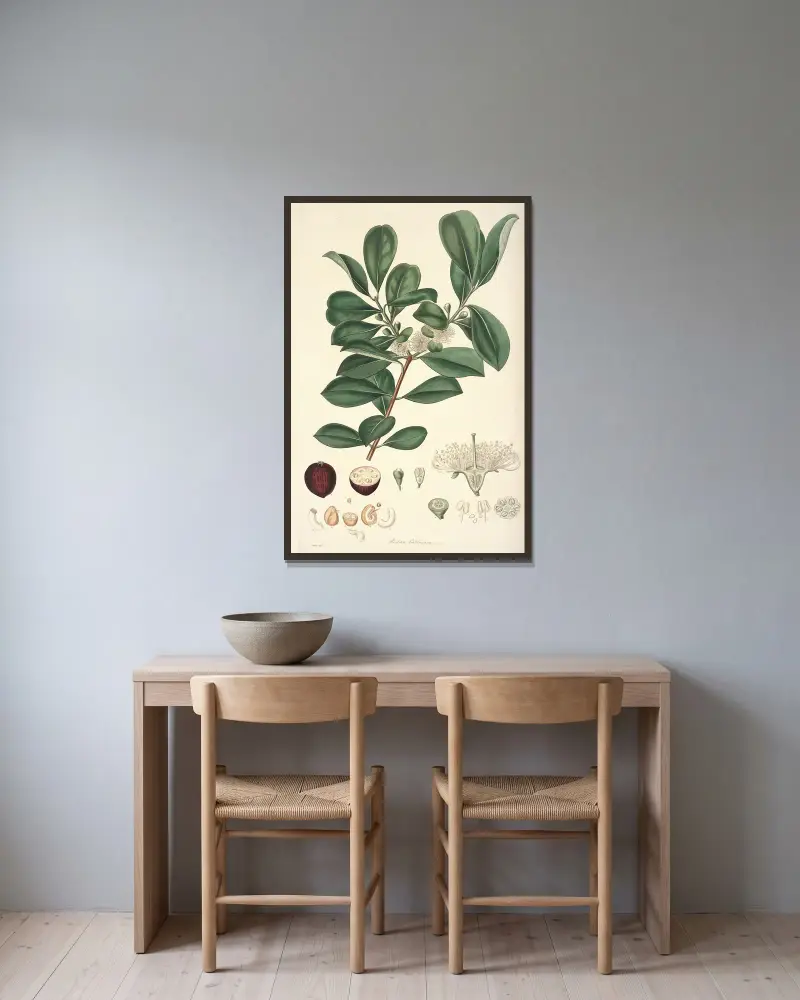 Collectanea botanica Pl.16, John Lindley w ramie na ścianie
