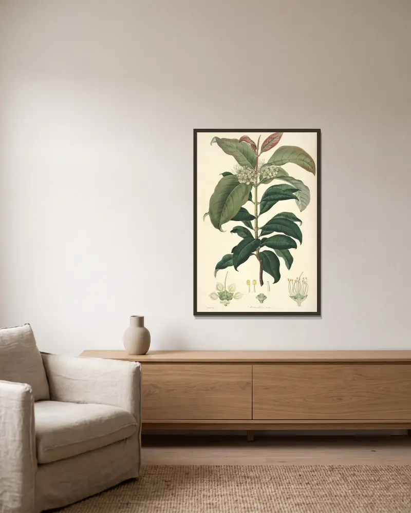 Collectanea botanica Pl.18 av John Lindley inramad på en vägg