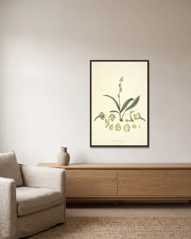 Collectanea botanica Pl.20 av John Lindley inramad på en vägg