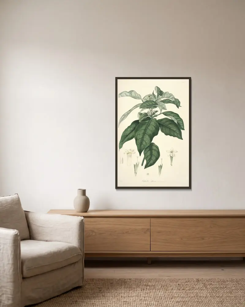 Collectanea botanica Pl.21, John Lindley v rámu na stěně