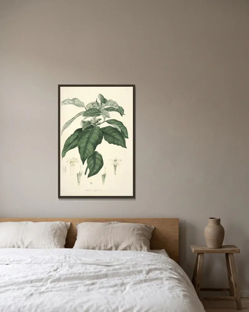 Collectanea botanica Pl.21, John Lindley v rámu na stěně