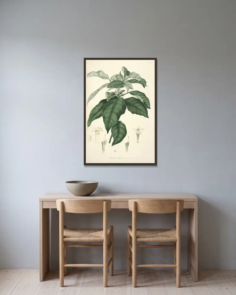 Collectanea botanica Pl.21, John Lindley v rámu na stěně