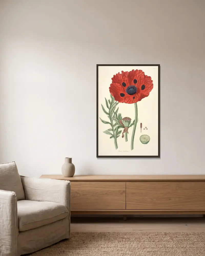 Collectanea botanica Pl.23 av John Lindley inramad på en vägg