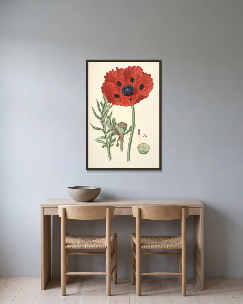 Collectanea botanica Pl.23 av John Lindley inramad på en vägg