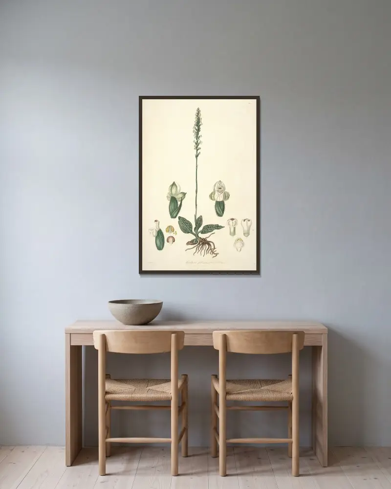 Collectanea botanica Pl.25 av John Lindley inramad på en vägg