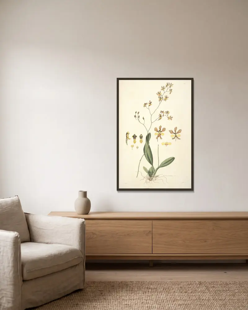 Collectanea botanica Pl.27 av John Lindley inramad på en vägg