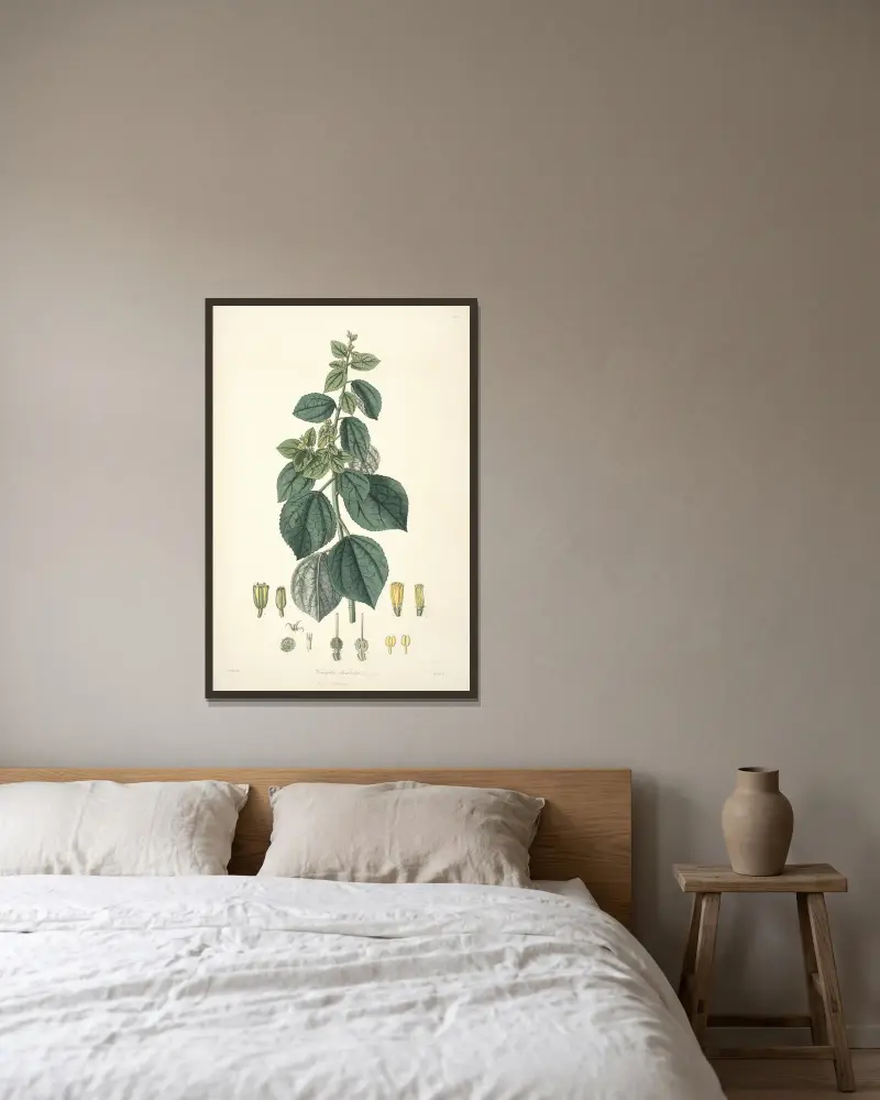 Collectanea botanica Pl.29 av John Lindley inramad på en vägg