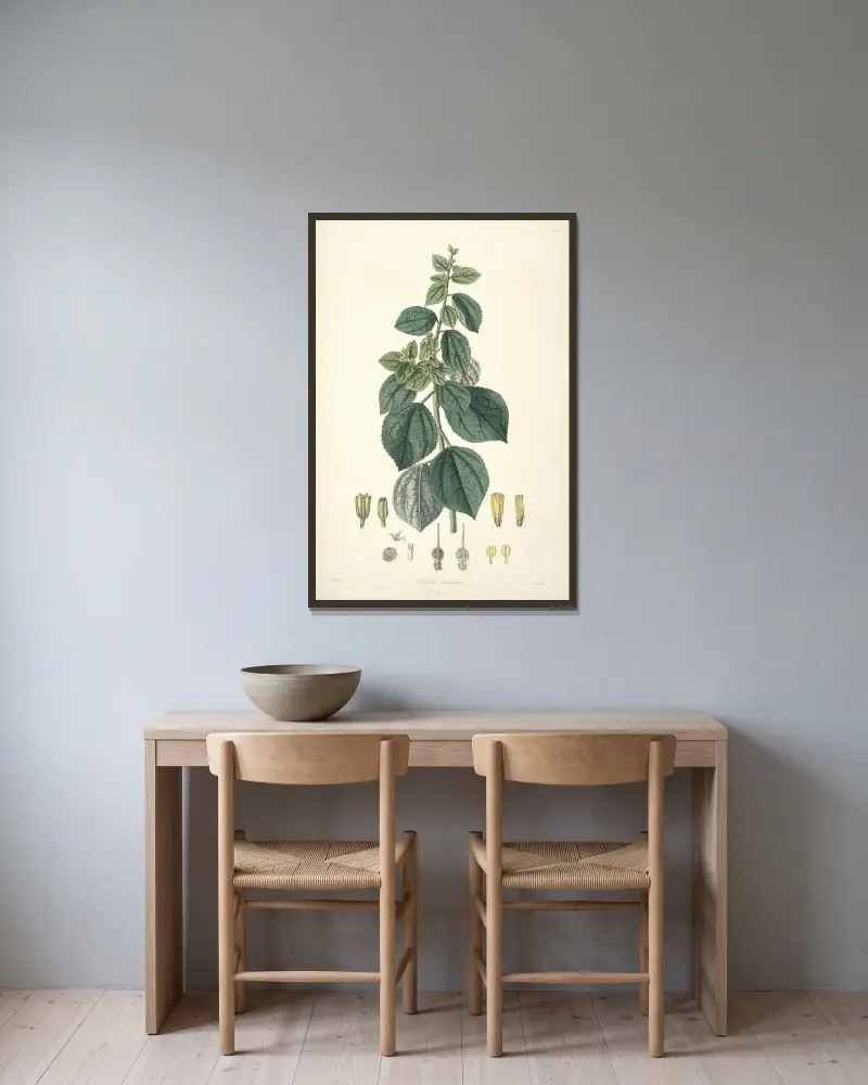 Collectanea botanica Pl.29 av John Lindley inramad på en vägg