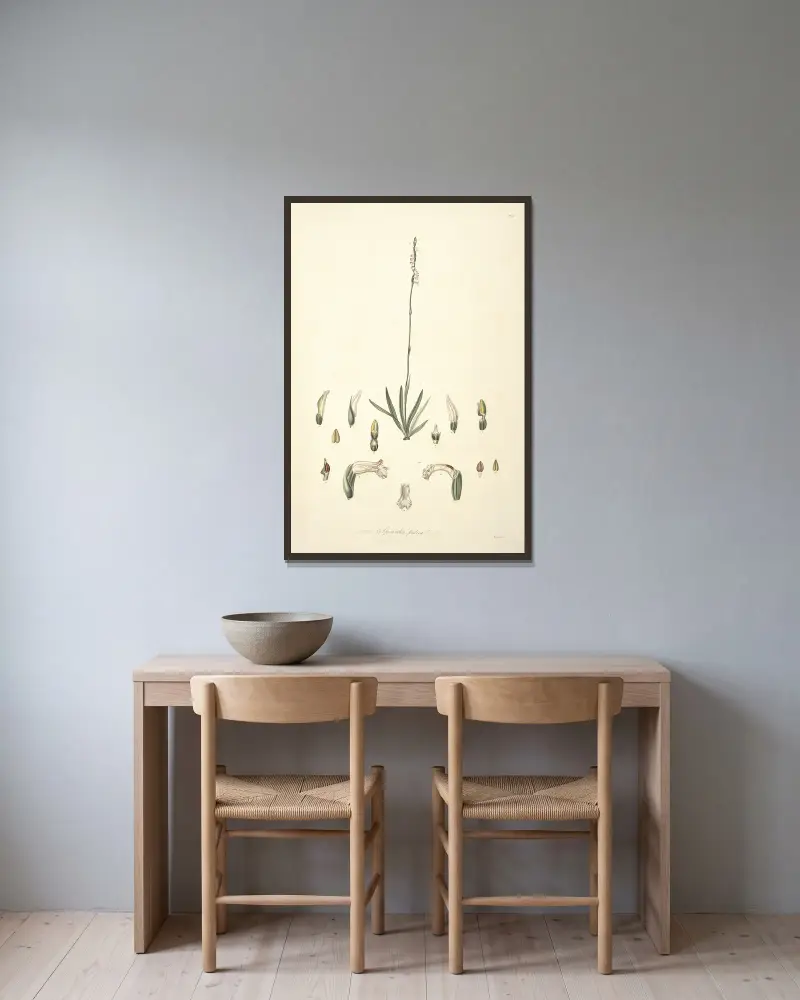 Collectanea botanica Pl.30 av John Lindley inramad på en vägg