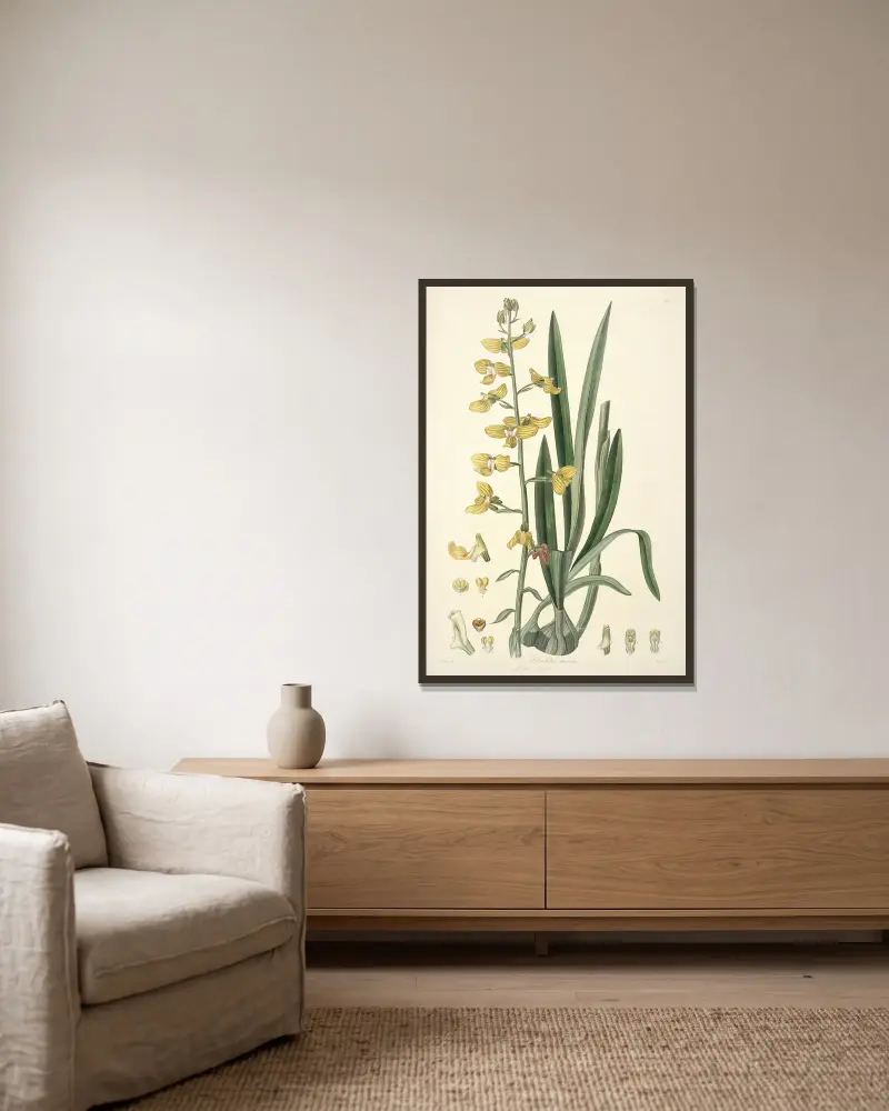 Collectanea botanica Pl. 31 von John Lindley gerahmt an einer Wand