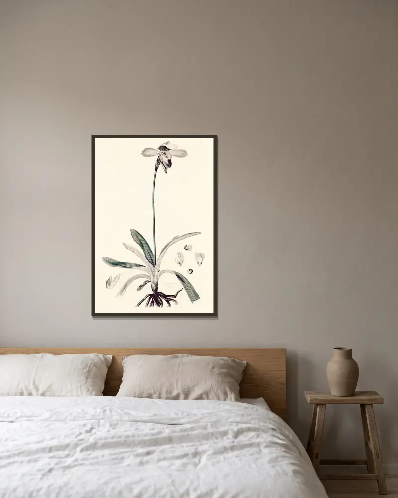 Collectanea botanica Pl.32 av John Lindley inramad på en vägg
