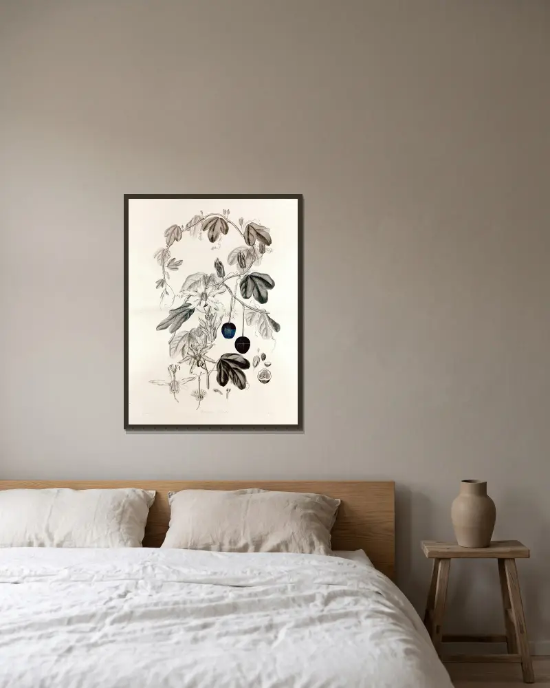Collectanea botanica Taf. 36 von John Lindley gerahmt an einer Wand