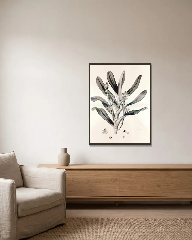 Collectanea botanica Pl.38 av John Lindley inramad på en vägg