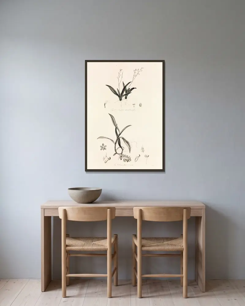 Collectanea botanica Pl.39 av John Lindley inramad på en vägg