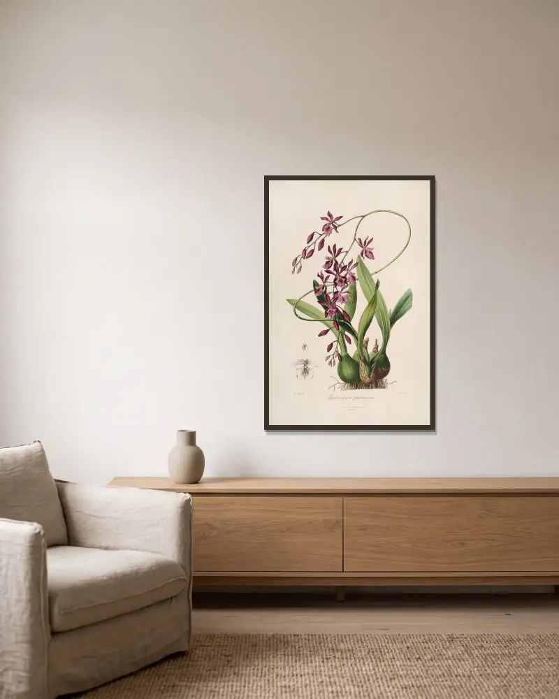 Sertum orchidaceum; A wreath of the most beautiful orchidaceous flowers Pl.46 av John Lindley inramad på en vägg