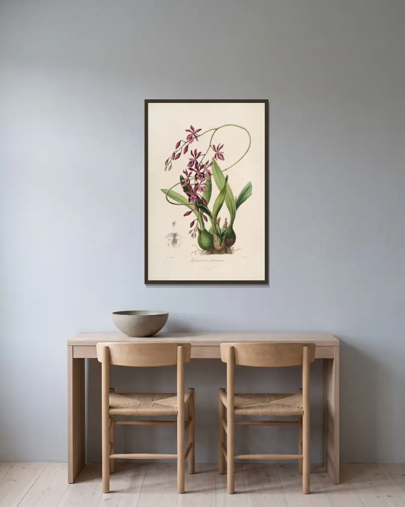 Sertum orchidaceum; A wreath of the most beautiful orchidaceous flowers Pl.46 av John Lindley inramad på en vägg