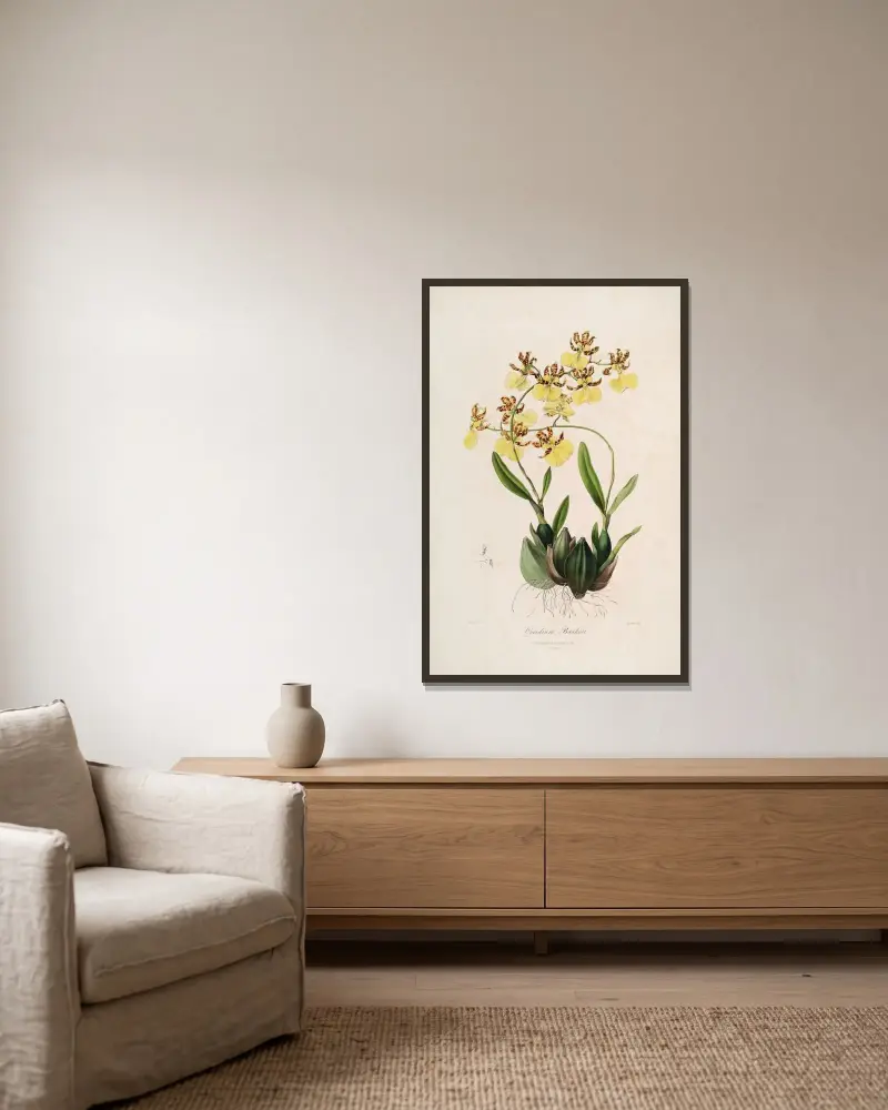 Sertum orchidaceum; A wreath of the most beautiful orchidaceous flowers Pl.48 av John Lindley inramad på en vägg