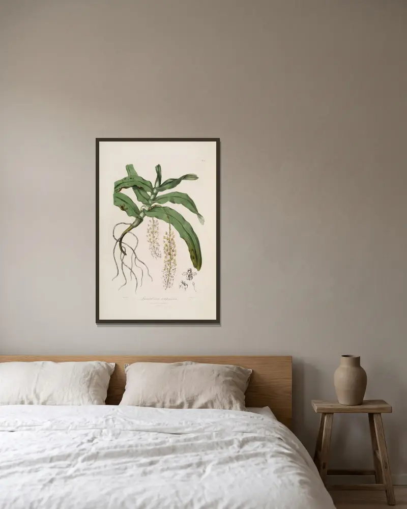 Sertum orchidaceum; A wreath of the most beautiful orchidaceous flowers Pl.32, John Lindley w ramie na ścianie
