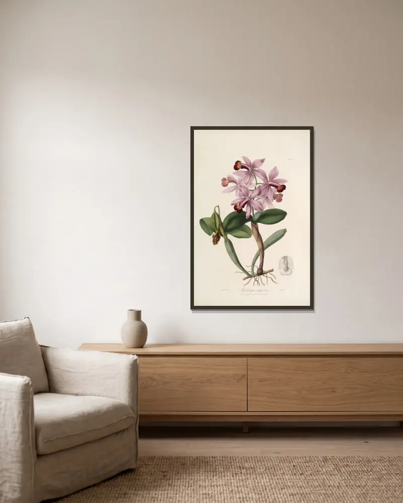 Sertum orchidaceum; ein Kranz der schönsten Orchideenblüten Taf. 22 von John Lindley gerahmt an einer Wand