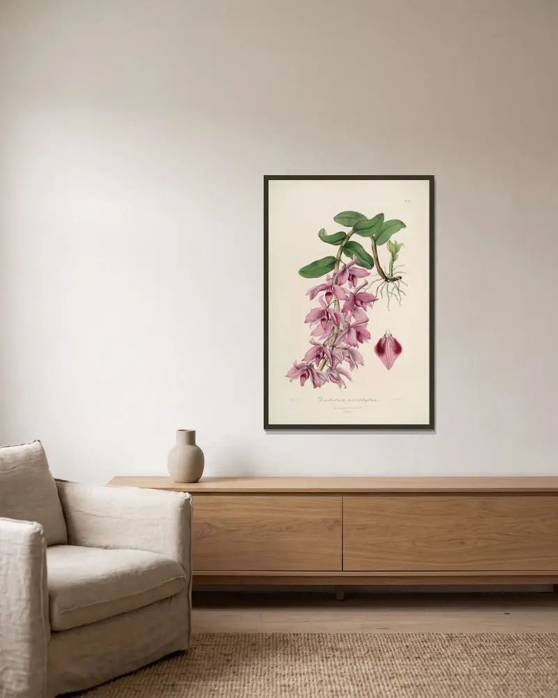 Sertum orchidaceum; A wreath of the most beautiful orchidaceous flowers Pl.35 av John Lindley inramad på en vägg