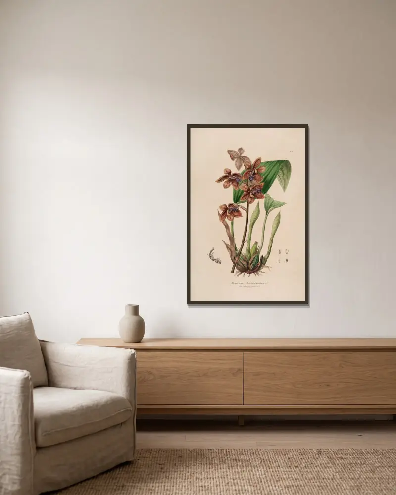 Sertum orchidaceum; A wreath of the most beautiful orchidaceous flowers Taf. 43 von John Lindley gerahmt an einer Wand