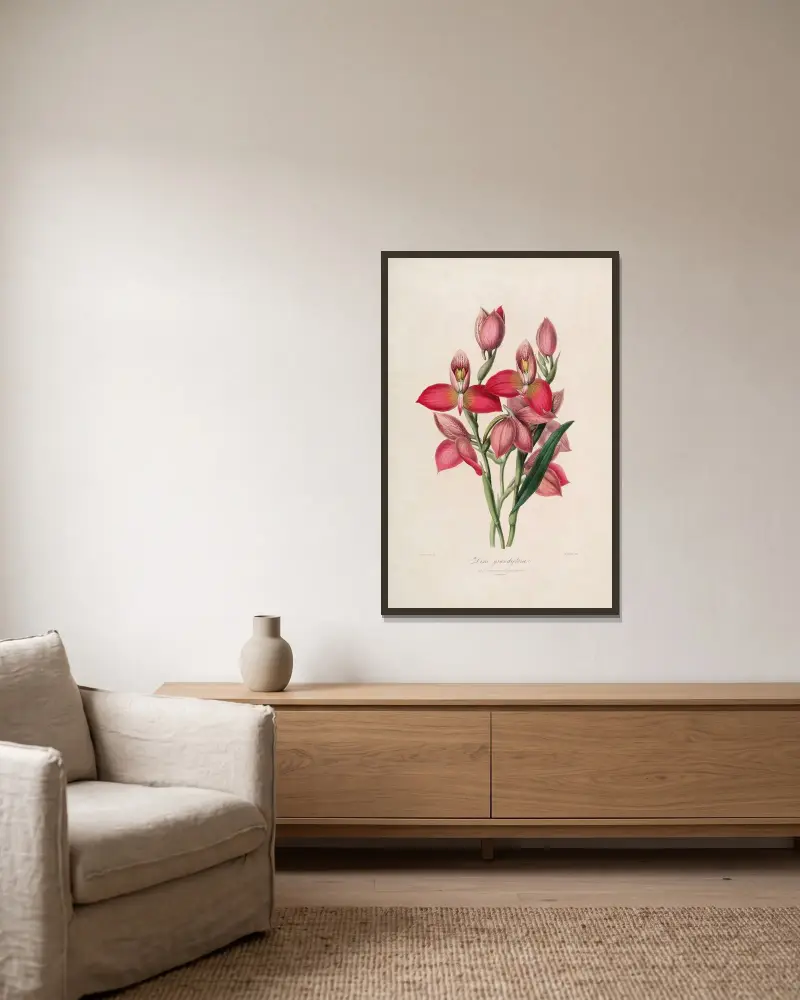 Sertum orchidaceum; En krans av de vackraste orkidéblommorna Pl.49 av John Lindley inramad på en vägg