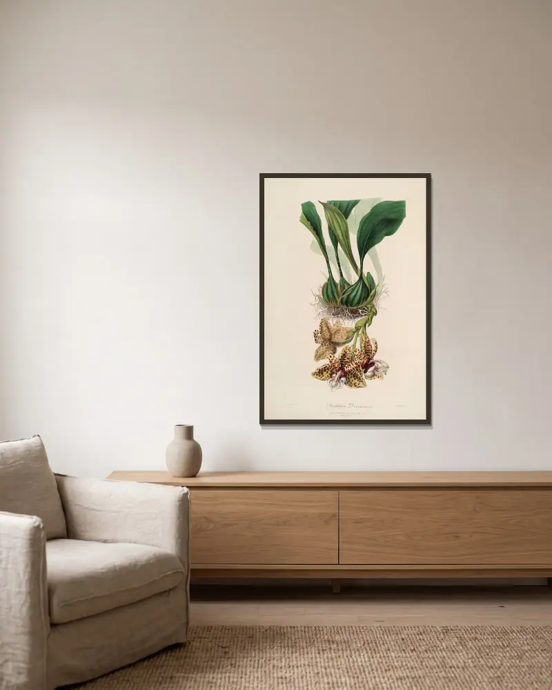 Sertum orchidaceum; Wieniec najpiękniejszych kwiatów storczykowatych Pl.01, John Lindley w ramie na ścianie