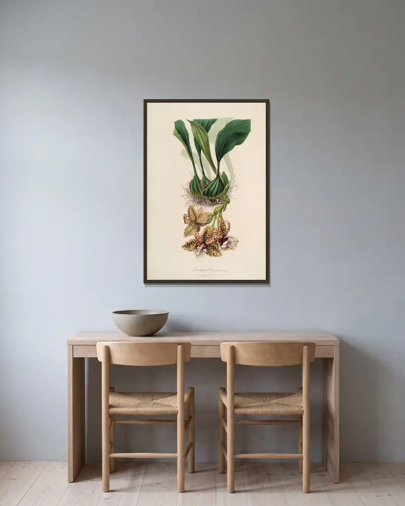 Sertum orchidaceum; Wieniec najpiękniejszych kwiatów storczykowatych Pl.01, John Lindley w ramie na ścianie