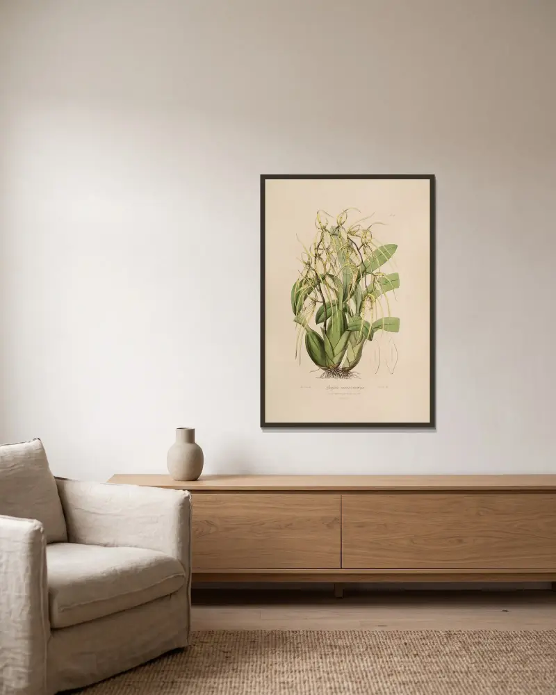 Sertum orchidaceum; Ein Kranz der schönsten orchideenartigen Blumen Taf. 6 von John Lindley gerahmt an einer Wand