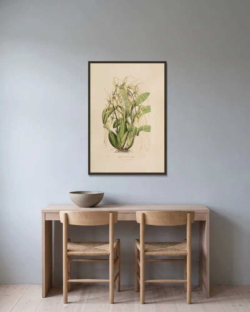 Sertum orchidaceum; Ein Kranz der schönsten orchideenartigen Blumen Taf. 6 von John Lindley gerahmt an einer Wand
